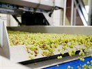 Optickou třídící linku hroznů využívají v Novém vinařství v Drnholci k...