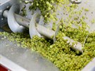 Optickou třídící linku hroznů používají v Novém vinařství v Drnholci jako první...