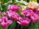 Jen mezi tulipány najdete u rzných barevných odstín nejrznjí varianty,...