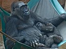 Gorilí babika Kamba s malým Ajabuem, odpoinek v síti