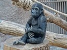 nejmladí praská gorila