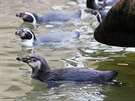 Kolonie tuák Humboldtových v plzeské zoo se rozrostla o nová mláata. (12....