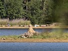 V nejoblíbenjím rekreaním rybníku Bolevák je málo vody. Ostrvek uprosted,...