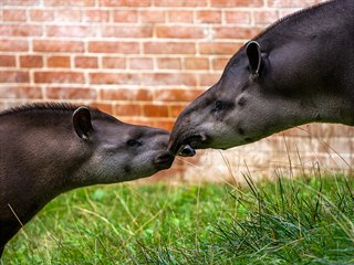 Ve výběhu v dolní části Zoo Praha se od začátku září zabydluje mladičká samice...