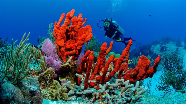 Mexický útes Palancar patří mezi nejkrásnější korálové útesy světa.