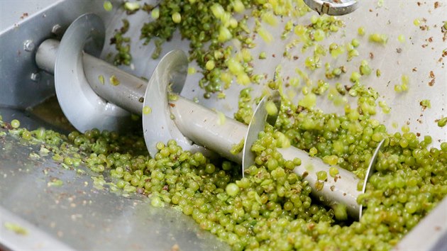 Optickou tdc linku hrozn pouvaj v Novm vinastv v Drnholci jako prvn v esku.
