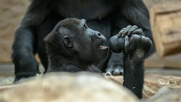 Sameček gorily nížinné Nuru, v pozadí samice Kamba
