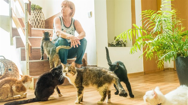 Eva Janišková založila ve Zlíně organizaci Dobré ruce a s kolegy se stará o kočky z celého kraje.