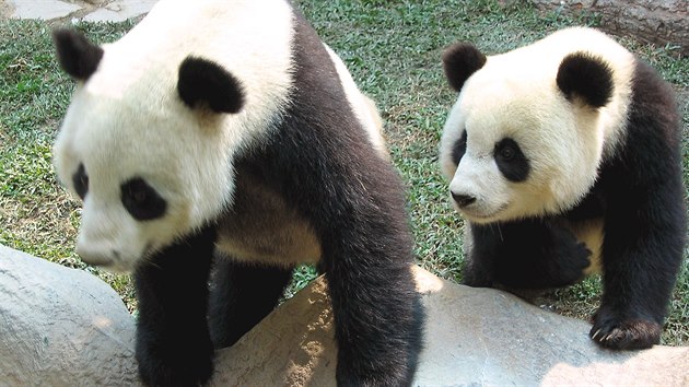 Pand samec chuang chuang (vlevo), kter poel v z 2019 v thajsk zoo. Fotka je z listopadu 2003.