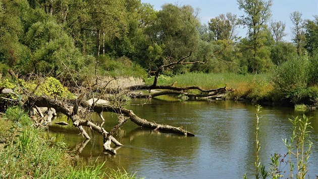 Díky mrtvému dřevu ze stromů popadaných v řece Bečvě žije v lokalitě zvažované přehrady Skalička řada ohrožených druhů hmyzu.