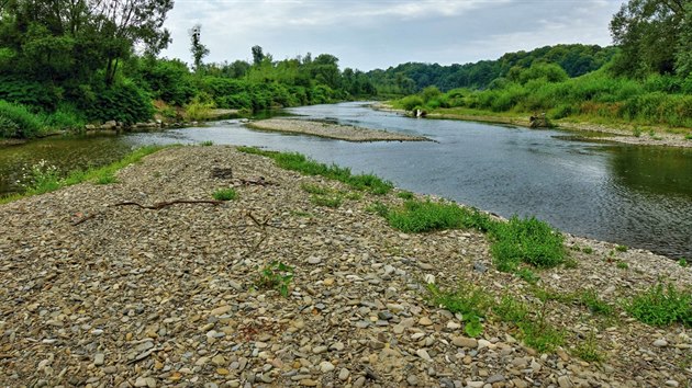 Řeka Bečva v lokalitě zvažované přehrady Skalička poskytuje domov řadě ohrožených druhů hmyzu. A to mimo jiné díky nánosům štěrku a písku u břehu, takzvaným štěrkovým lavicím.
