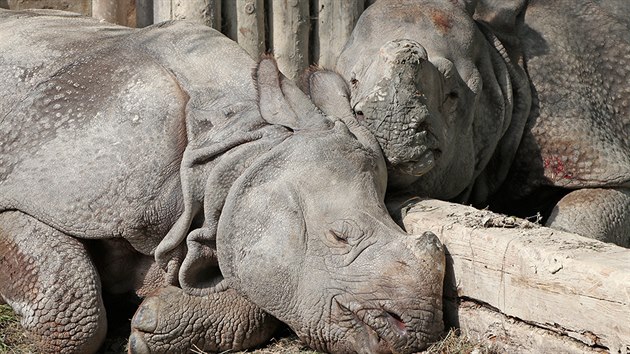 Plzeňská zoologická zahrada jako jediná v České republice chová vzácné nosorožce indické.