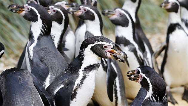 Kolonie tučňáků Humboldtových v plzeňské zoo se rozrostla o nová mláďata. (12. 9. 2019)
