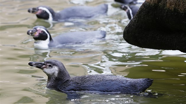Kolonie tučňáků Humboldtových v plzeňské zoo se rozrostla o nová mláďata. (12. 9. 2019)
