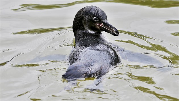 Kolonie tučňáků Humboldtových v plzeňské zoo se rozrostla o nová mláďata. Na jaře se jich vylíhlo sedm. (12. 9. 2019)