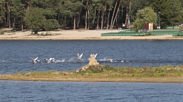 V nejoblíbenějším rekreačním rybníku Bolevák je málo vody. Ostrůvek uprostřed, který nebýval vidět, loni natrvalo vystoupil nad hladinu a letos se už zazelenal. (17. 9. 2019)