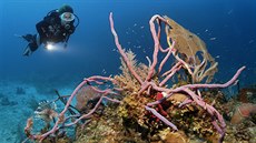 Karibik zaznamenal v posledních dekádách obrovský úbytek korálových útes.