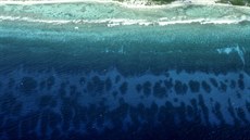 Korálové útesy u pobeí Kajmanských ostrov