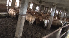 Krávy mly výkaly po kolena.