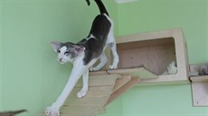 Orientální kočky mají dlouhé nohy typické pro kočky siamské. Také proto po nich...