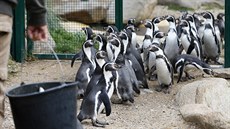 Kolonie tu��ák� Humboldtových v plze�ské zoo se rozrostla o nová mlá�ata. (12....