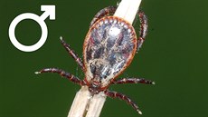 Same�ek pijáka lu�ního