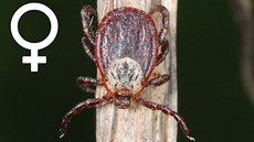 Sami�ka pijáka lu�ního