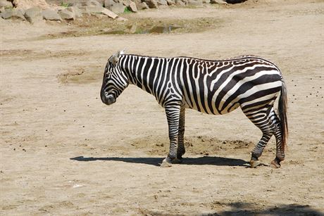 Chybjc, nebo vrazn zredukovan hva, je pro zebry bezhv typick. 