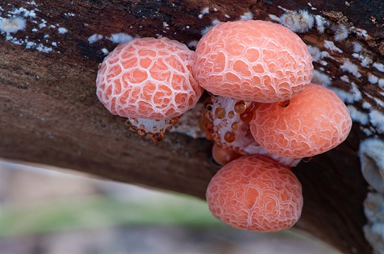 Hlívovec ostnovýtrusný (Rhodotus palmatus)