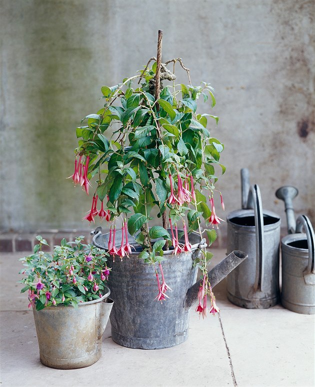 V ��jnu p�ed prvn�mi siln�mi mrazy p�eneste fuchsie do zimn�ho p��bytku....