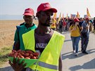 Protest sezónních sběračů rajčat v Apulii za lepší pracovní podmínky (8. srpna...