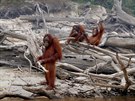 CESTA NA SVOBODU. Orangutani se shromaují na indonéském ostrov Salat Island,...