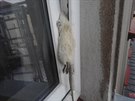 Z bytu hrzy se chtli skrze okno dostat ven i potkani.