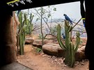 Expozice papoušků Ara Learův v Rákosově pavilonu Zoo Praha, ve kterém budou od...