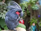Kakadu palmový ve voln prchozí expozici Nová Guinea Rákosova pavilonu Zoo...