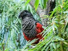 Tricha orlí (Rákosův pavilon, průchozí expozice Nová Guinea)