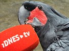 Kakadu palmový ve voln prchozí expozici Nová Guinea Rákosova pavilonu Zoo...