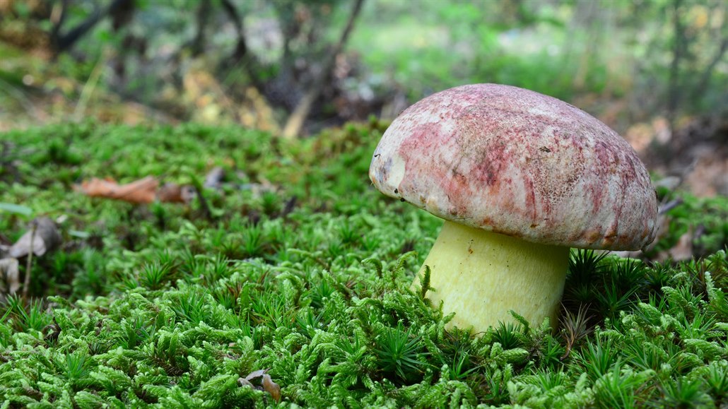 Houby pod zákonem, jejichž neznalost neomlouvá a pokuta přijde draho