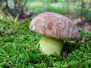 Hřib královský (Butyriboletus regius)