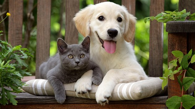 Mezi obyvateli Česka vedou psi, ale v některých domácnostech žijí psi i kočky ve shodě.