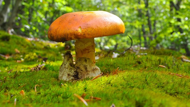 Muchomrka csask (Amanita caesarea)