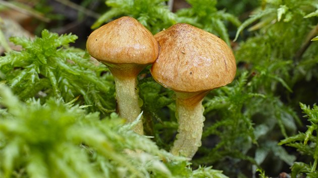 Klouzek lutav (Suillus flavidus)