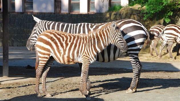 Zebra bezhv s hbtem. Ta se rod s hvou, kter jim postupn vypadv: u samc zcela, u samic bu pln, a nebo je vrazn redukovna. 