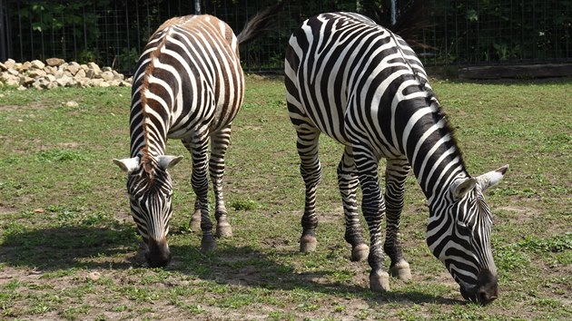 Zebry bezhv nejsou samostatn druh, "jen" poddruh, za zchranu ovem rozhodn stoj. Podle docenta Jana Pluhka ze Zoo Ostrava pedstavuj prodn rozmanitost, kter me bt nenvratn ztracena. 