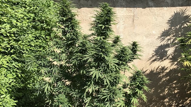 Pi domovnch prohldkch na Hodonnsku policist nali napklad osm kilo suen marihuany. Krom toho nkolik destek rostlin i obalov materil.