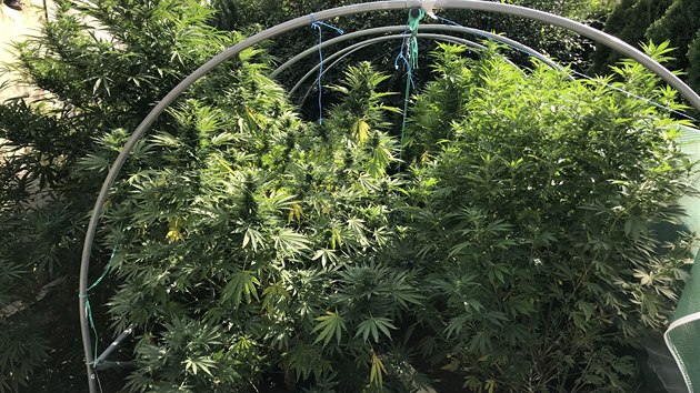 Při domovních prohlídkách na Hodonínsku policisté našli například osm kilo sušené marihuany. Kromě toho několik desítek rostlin či obalový materiál.