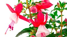 Mno�ství odr�d je zárukou r�znorodosti, a tak si ka�dý si m��e vybrat p�esn�...