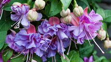 Fuchsie jsou stálicemi na�ich balkon� a teras. Ka�dý rok se objevují nové tvary...