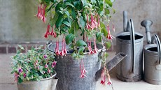 V �íjnu p�ed prvními silnými mrazy p�eneste fuchsie do zimního p�íbytku....