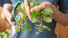 Na podzim zkra�te výhony fuchsií v truhlících o t�etinu celkové délky. Do...